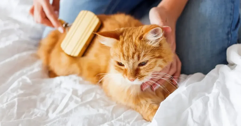 Cat Grooming for Beginners