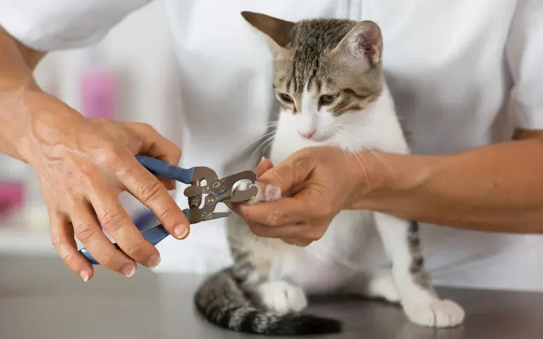 Cat Grooming for Beginners